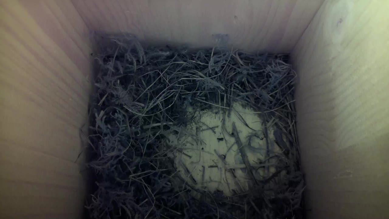 Aufnahme aus dem Vogelhaus