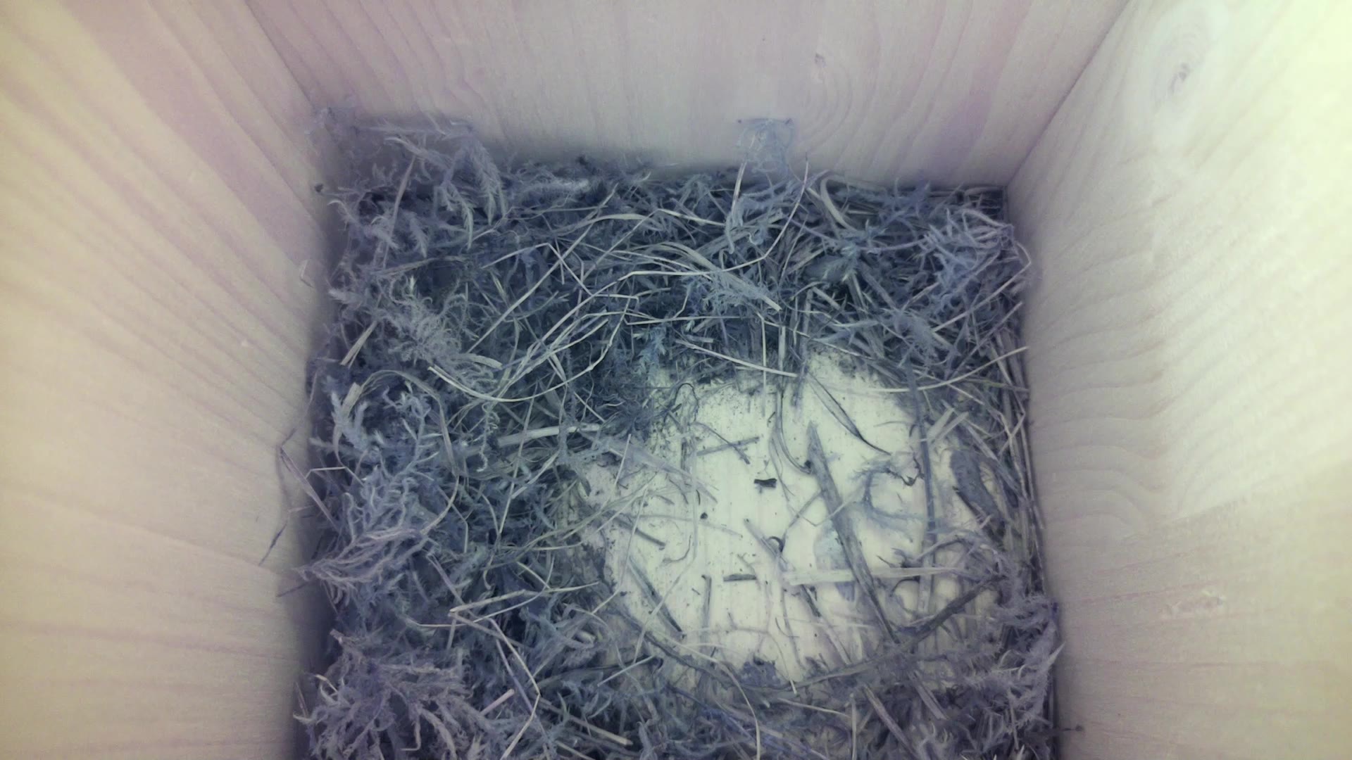 Aufnahme aus dem Vogelhaus