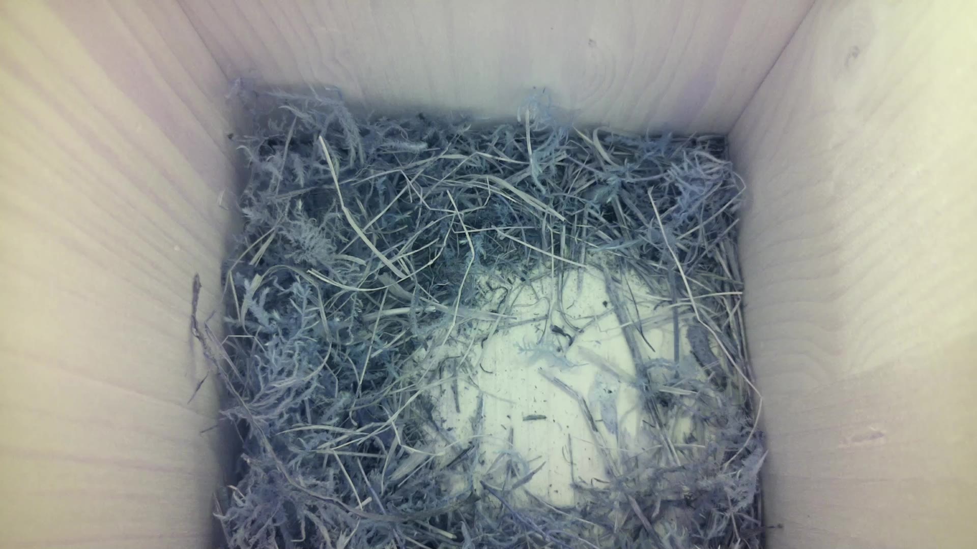 Aufnahme aus dem Vogelhaus