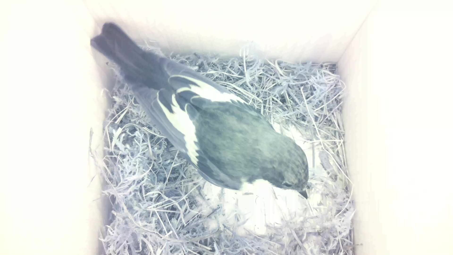 Aufnahme aus dem Vogelhaus