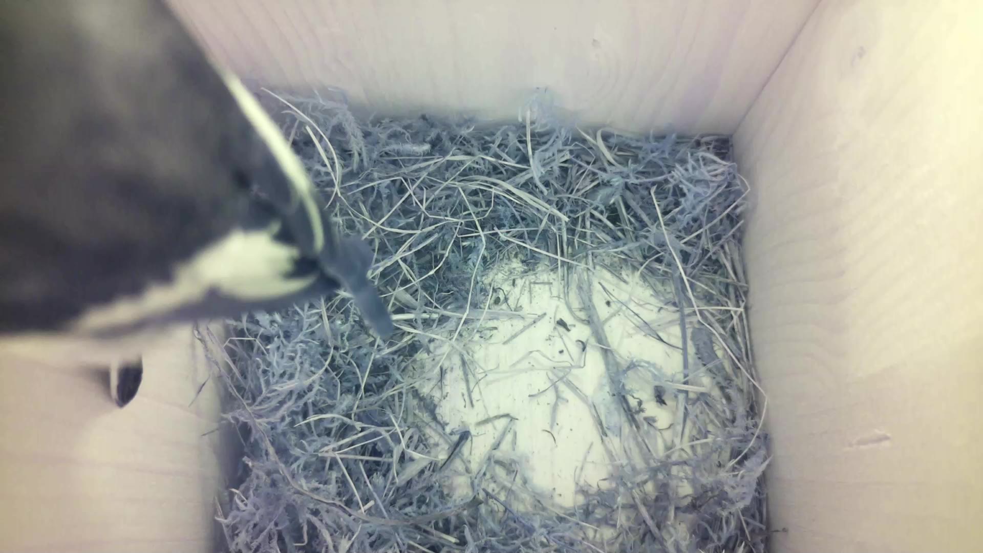 Aufnahme aus dem Vogelhaus