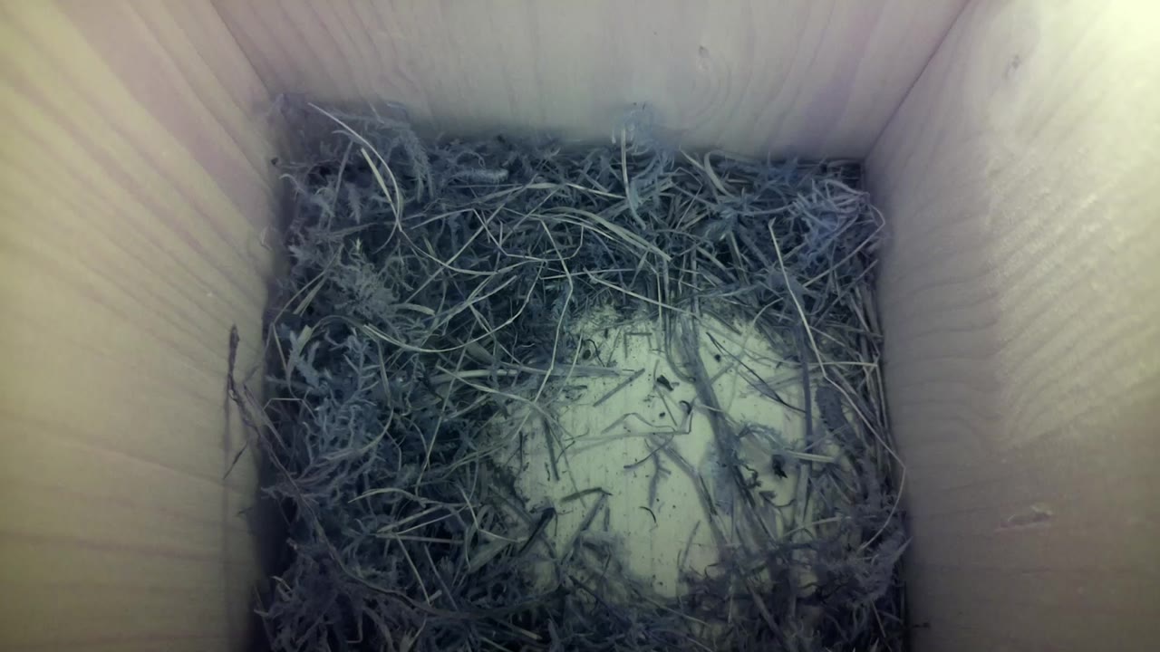 Aufnahme aus dem Vogelhaus