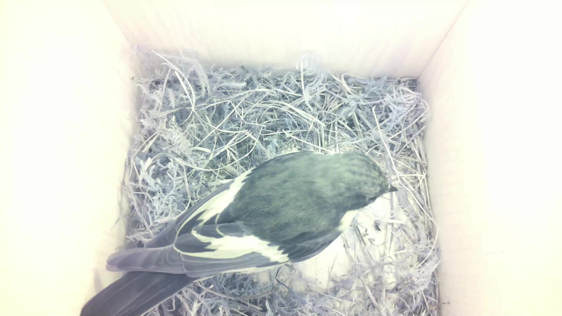 Aufnahme aus dem Vogelhaus
