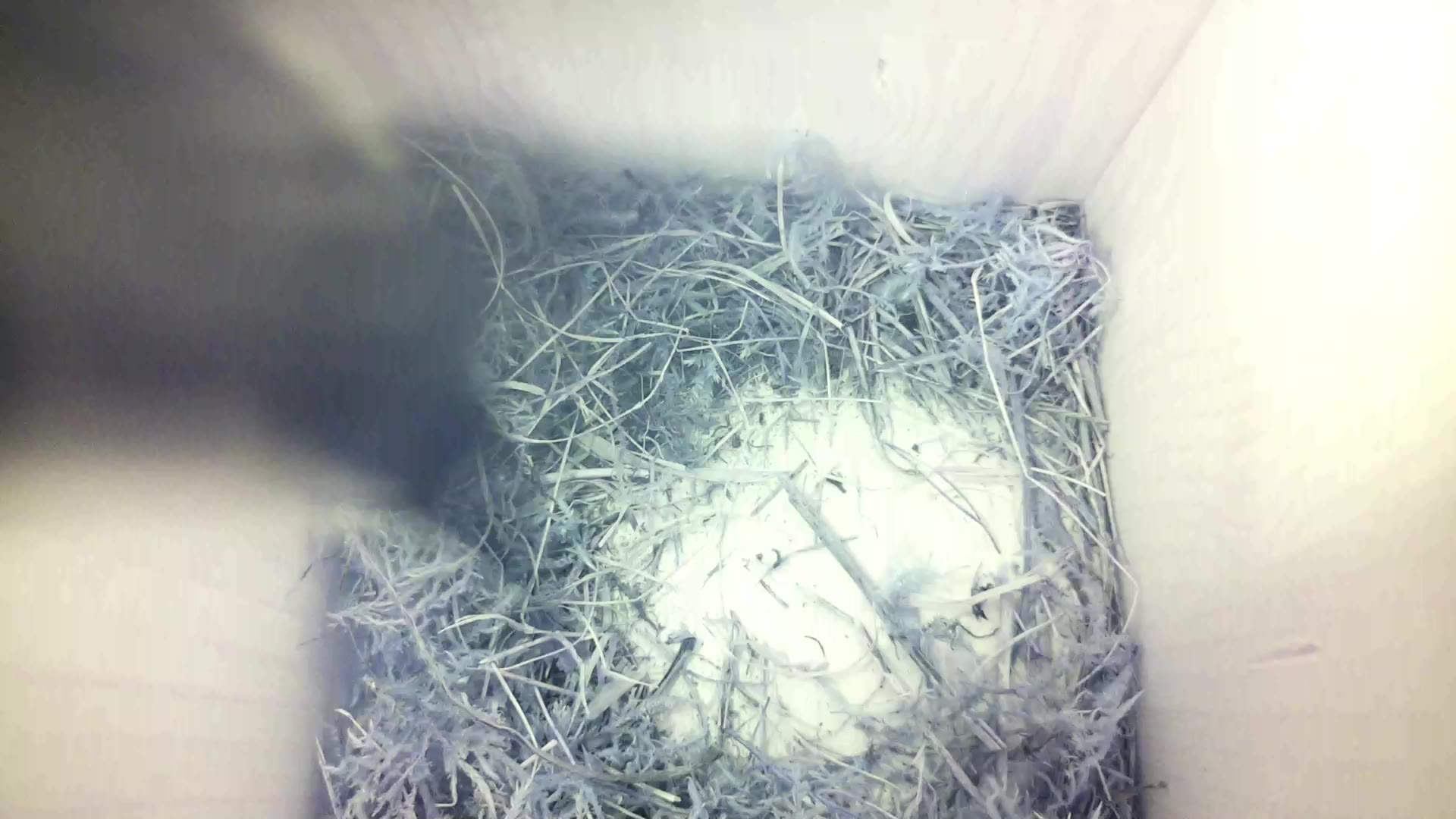 Aufnahme aus dem Vogelhaus