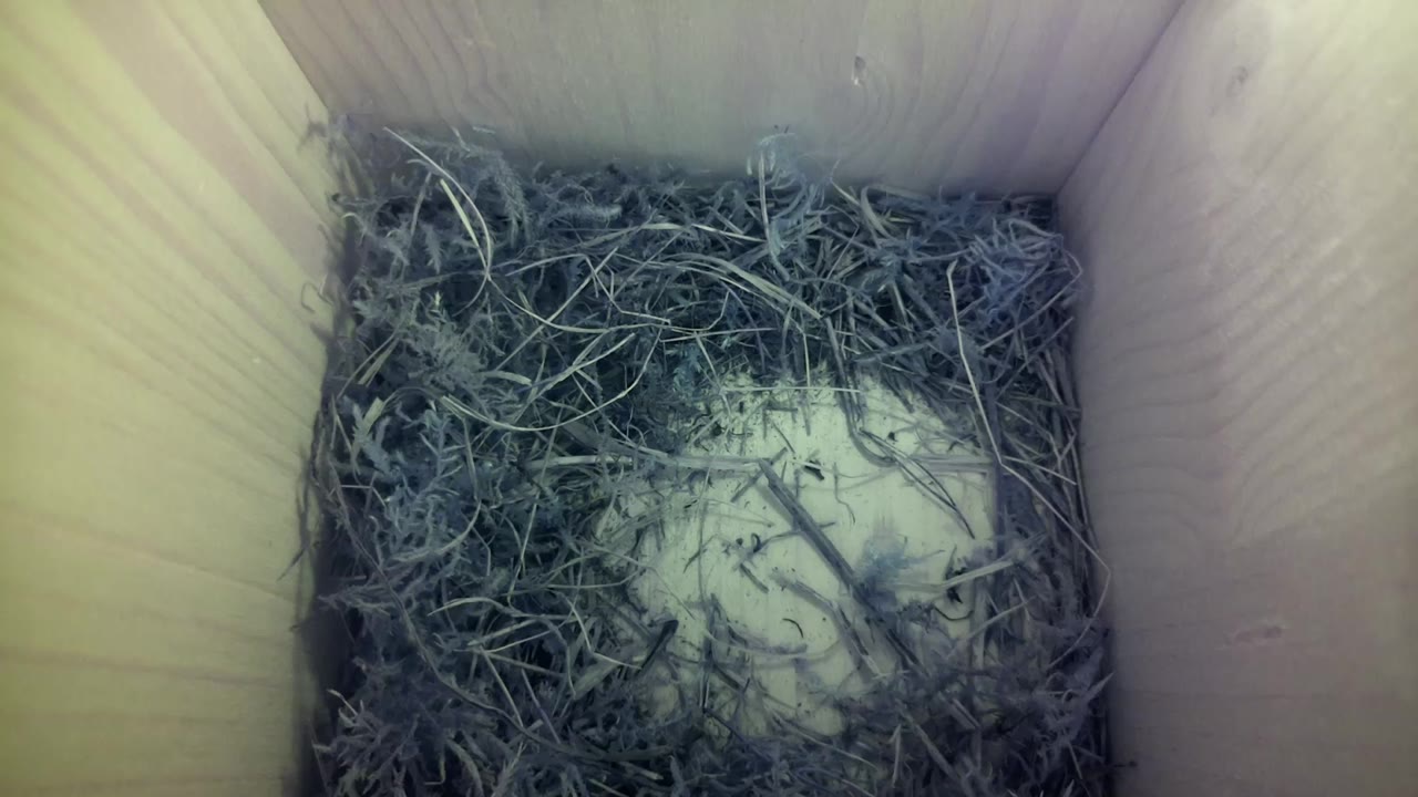 Aufnahme aus dem Vogelhaus
