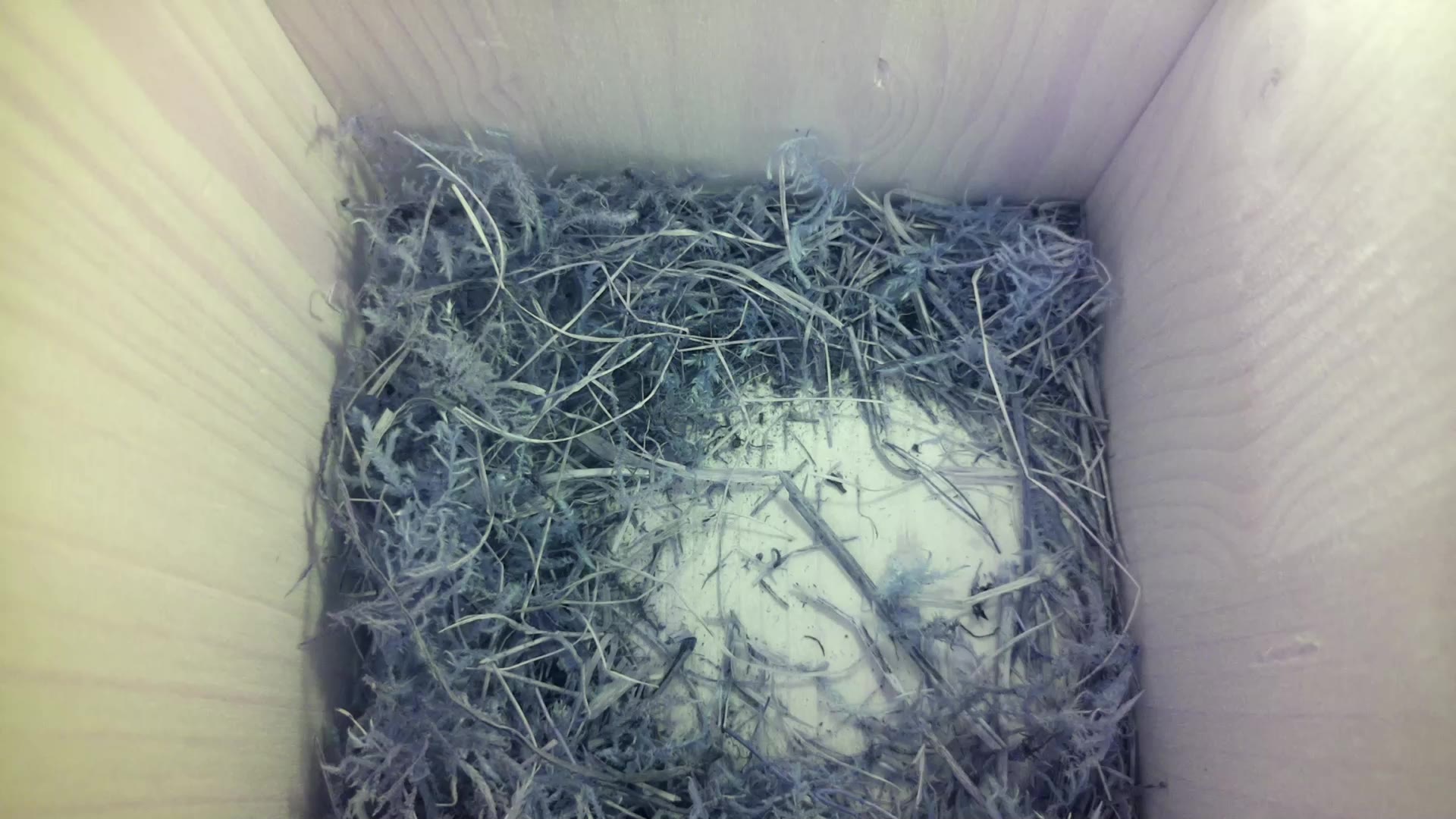 Aufnahme aus dem Vogelhaus