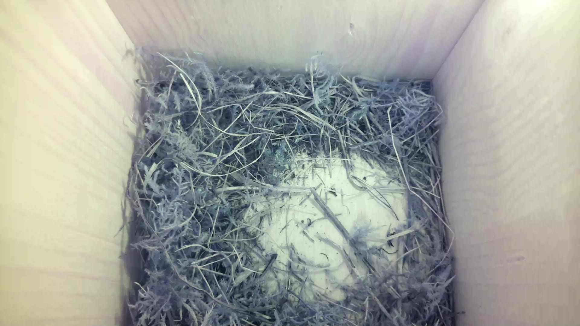 Aufnahme aus dem Vogelhaus