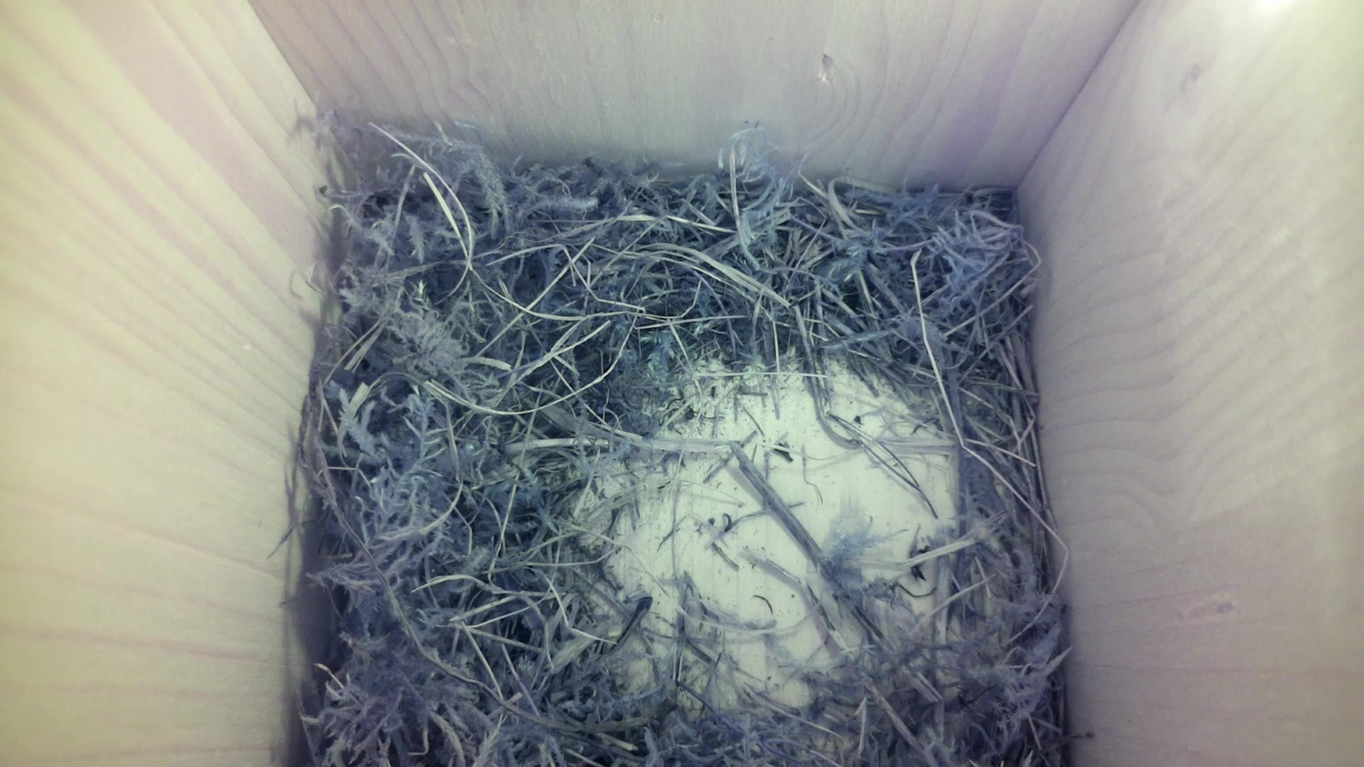 Aufnahme aus dem Vogelhaus