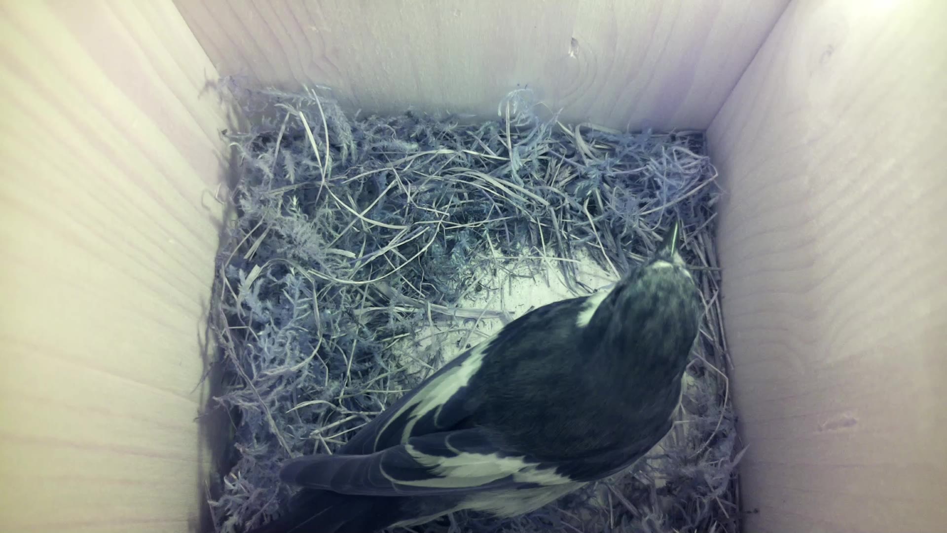 Aufnahme aus dem Vogelhaus