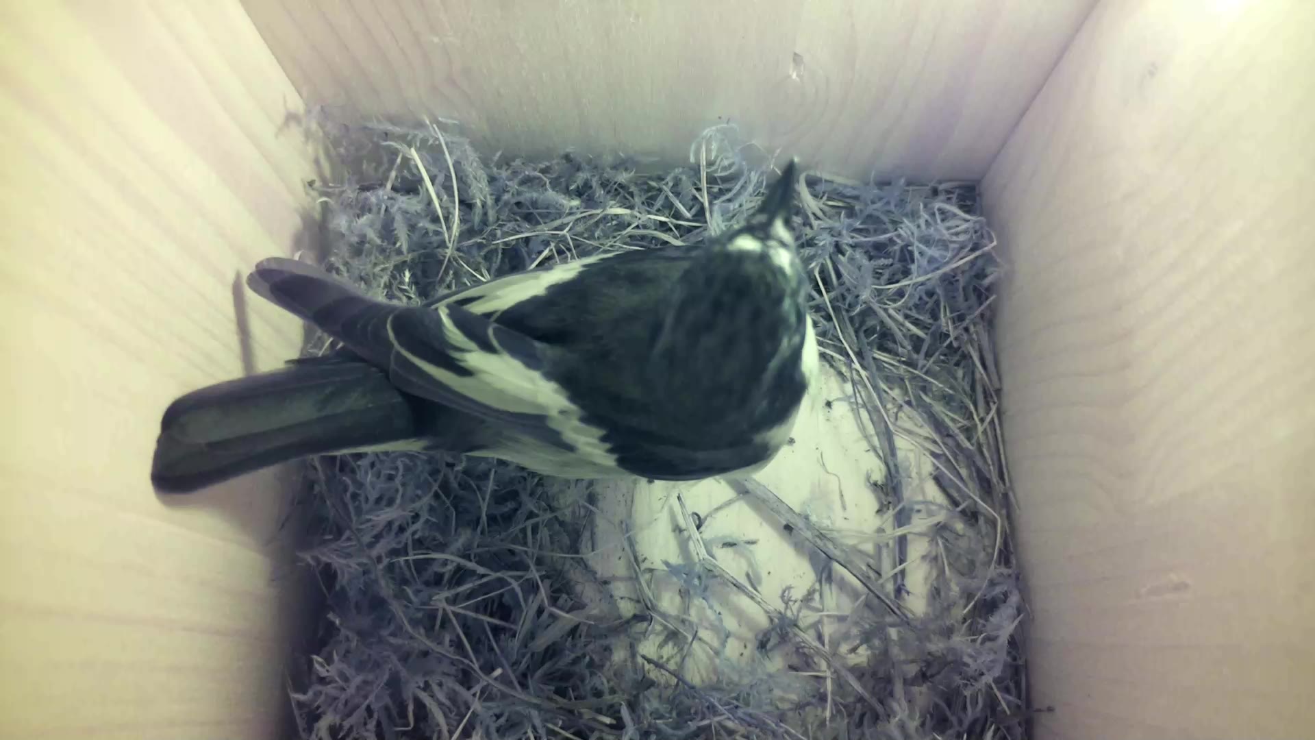 Aufnahme aus dem Vogelhaus