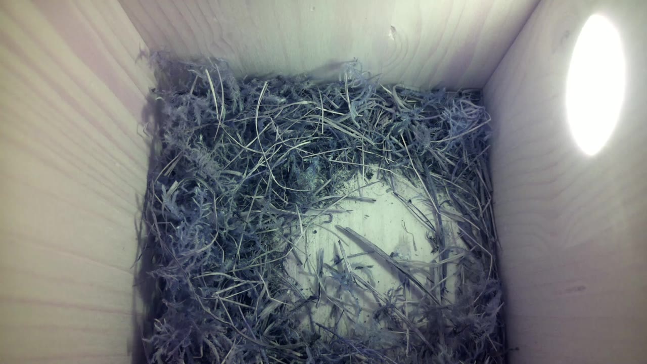 Aufnahme aus dem Vogelhaus
