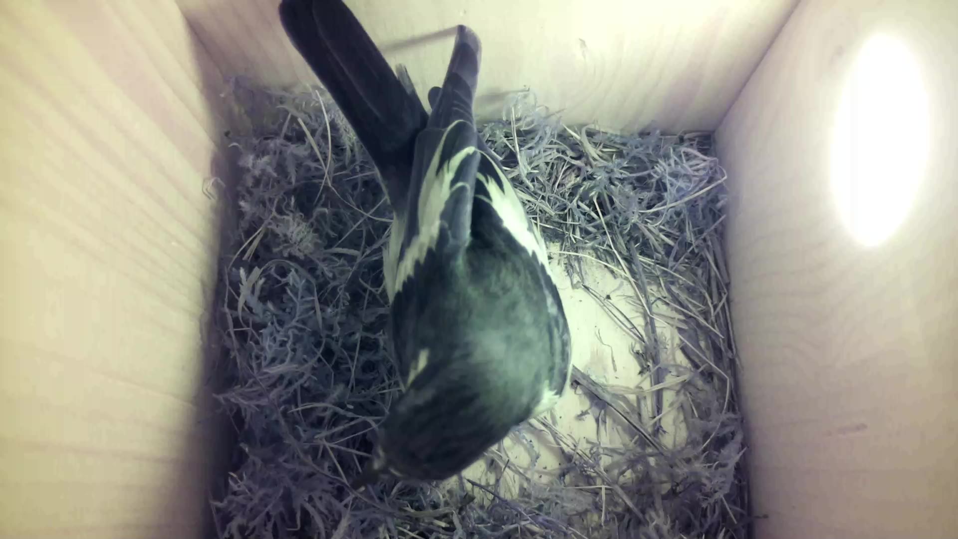 Aufnahme aus dem Vogelhaus