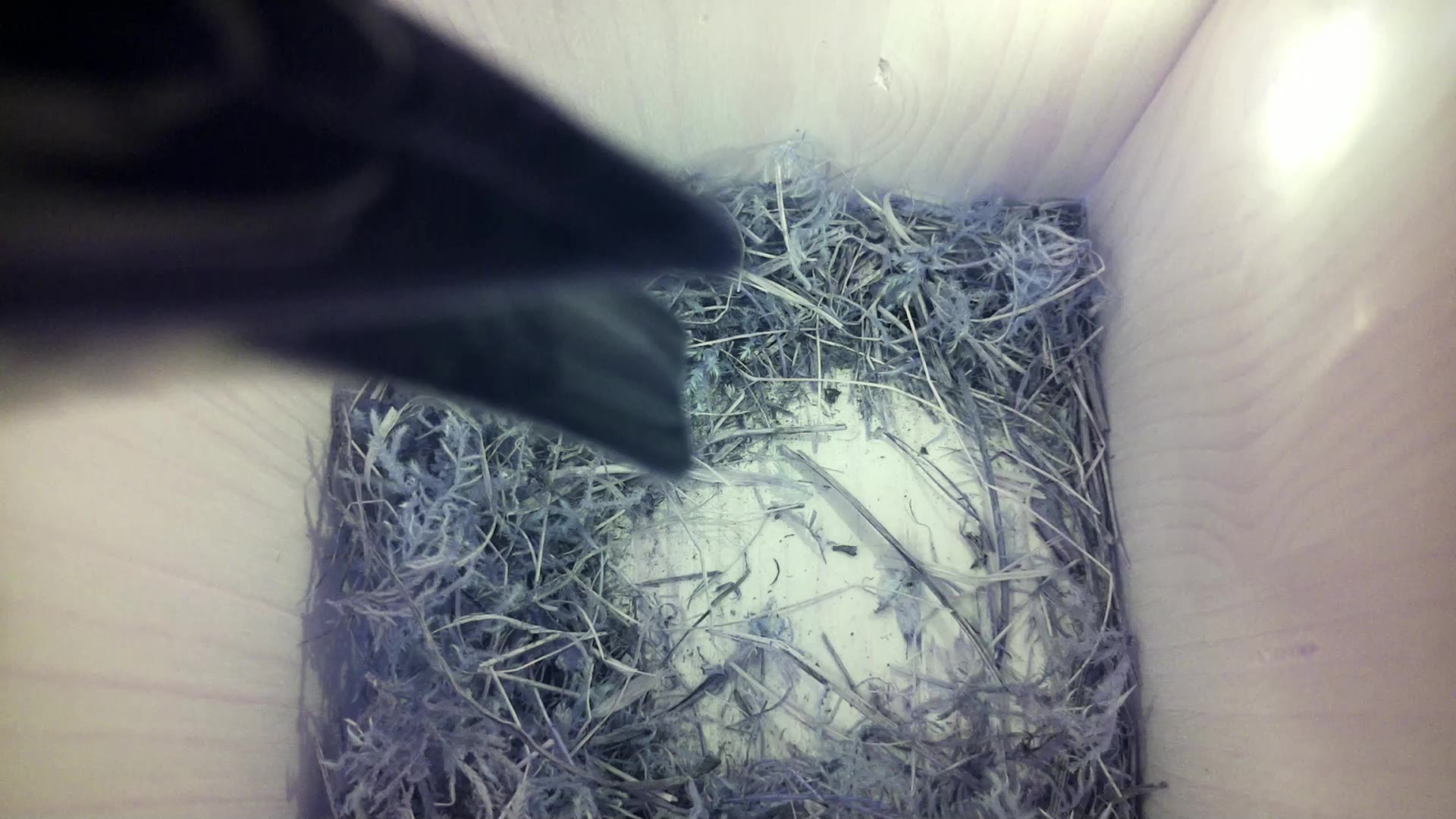 Aufnahme aus dem Vogelhaus