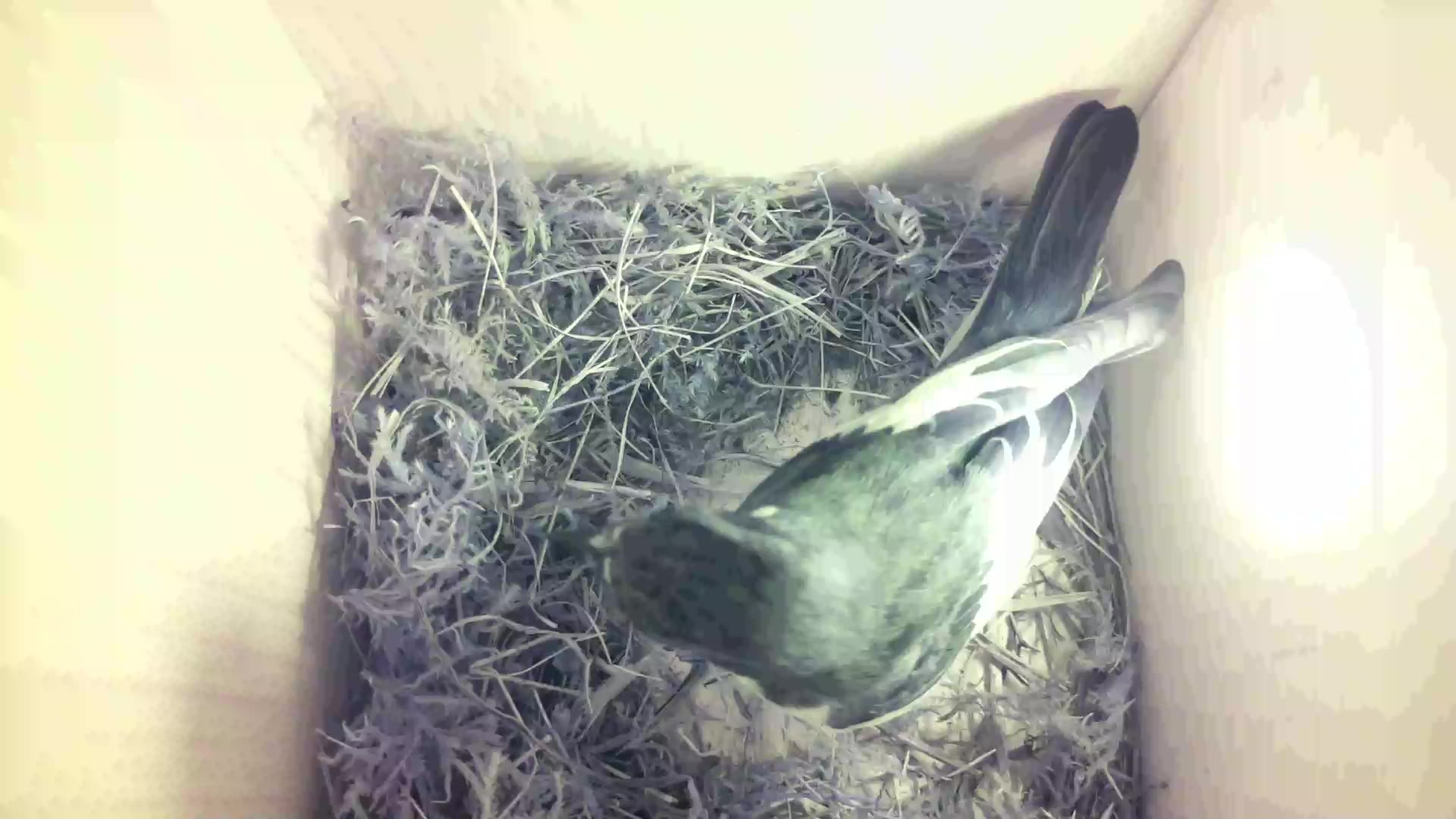 Aufnahme aus dem Vogelhaus