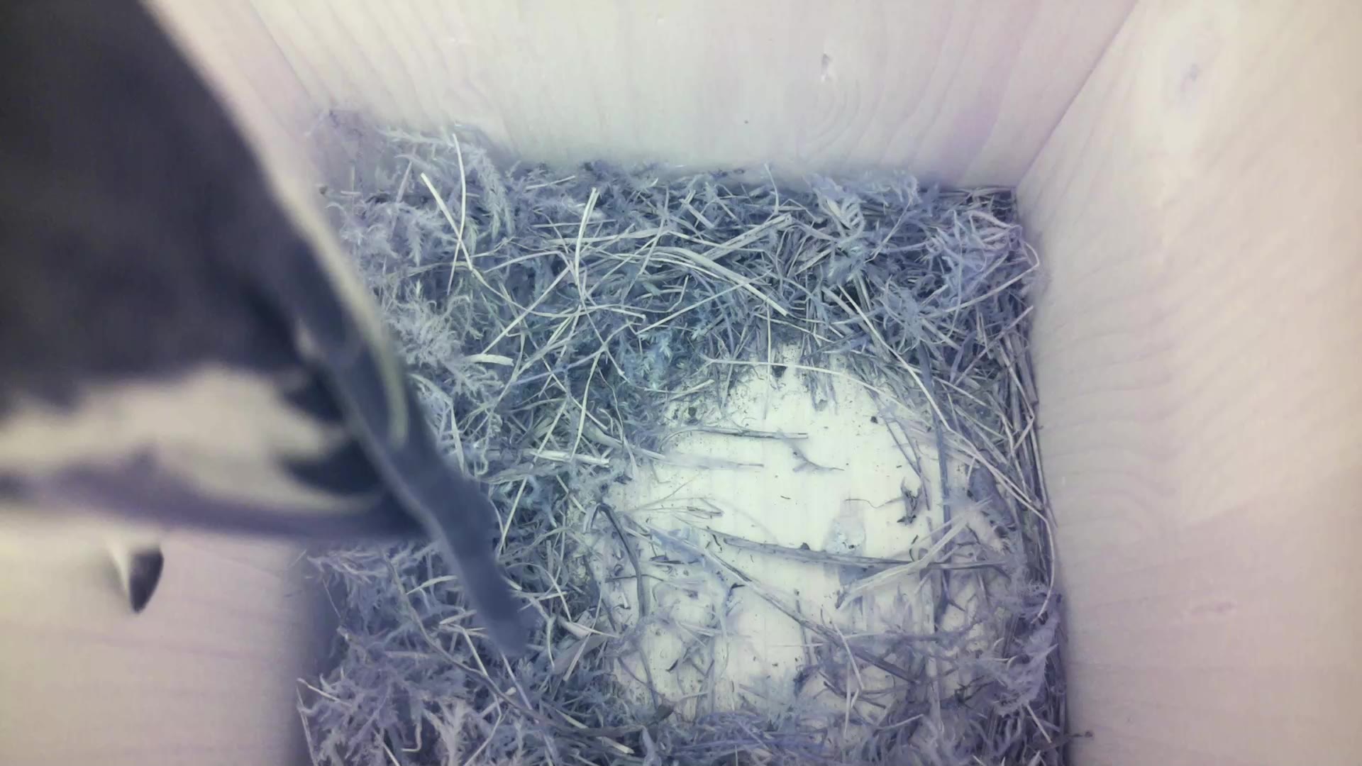 Aufnahme aus dem Vogelhaus