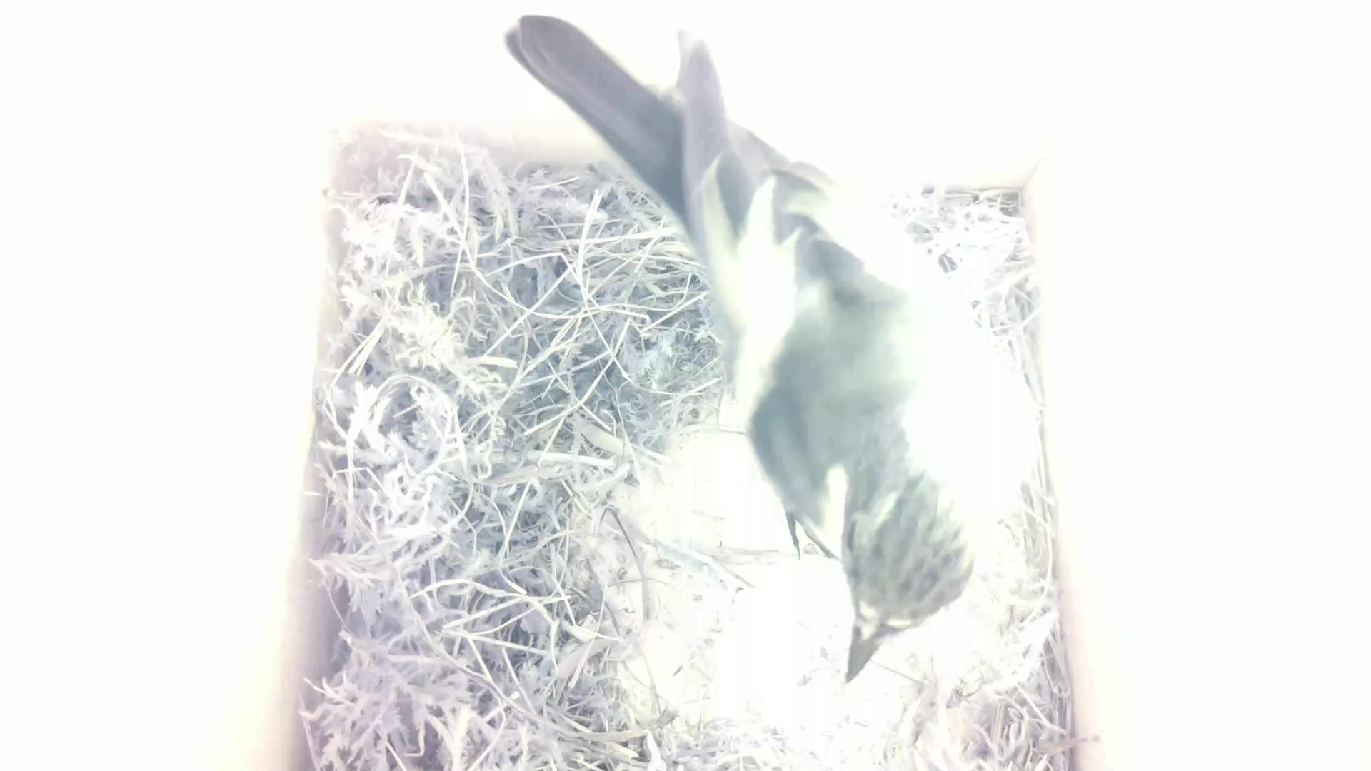 Aufnahme aus dem Vogelhaus