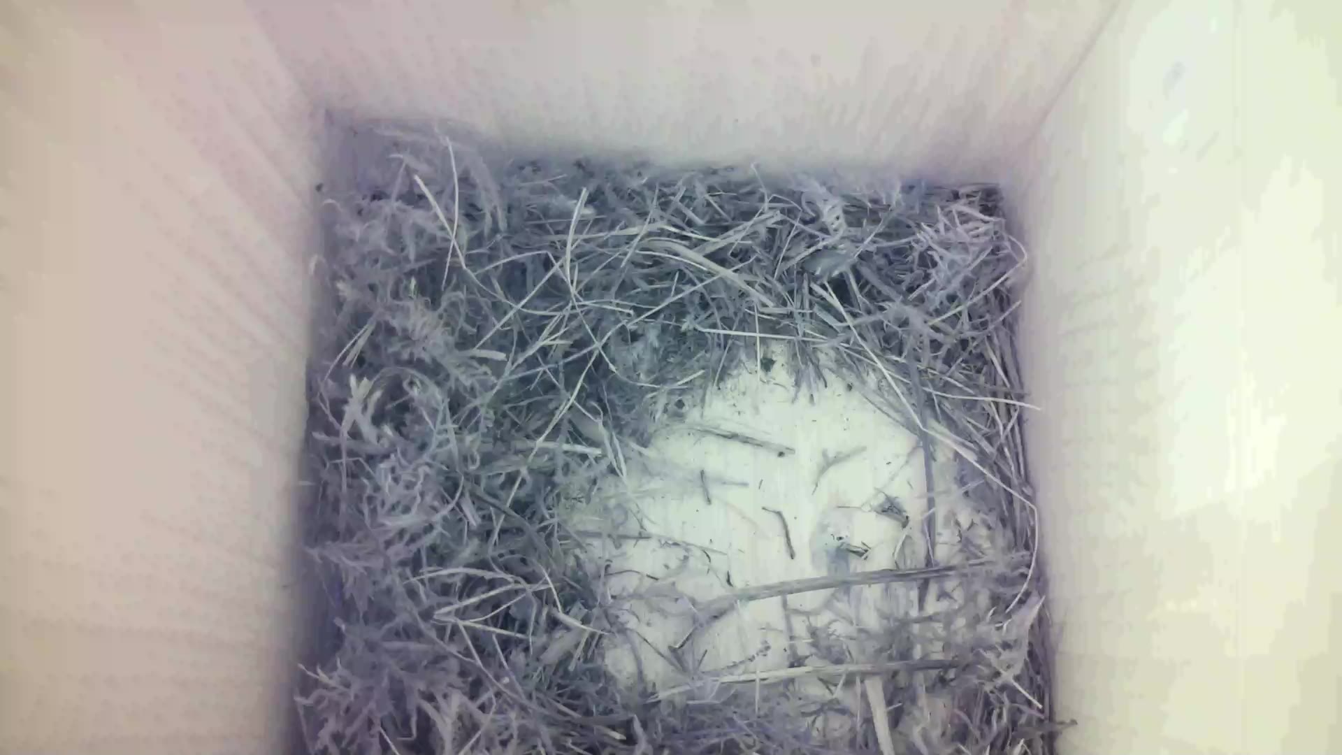 Aufnahme aus dem Vogelhaus