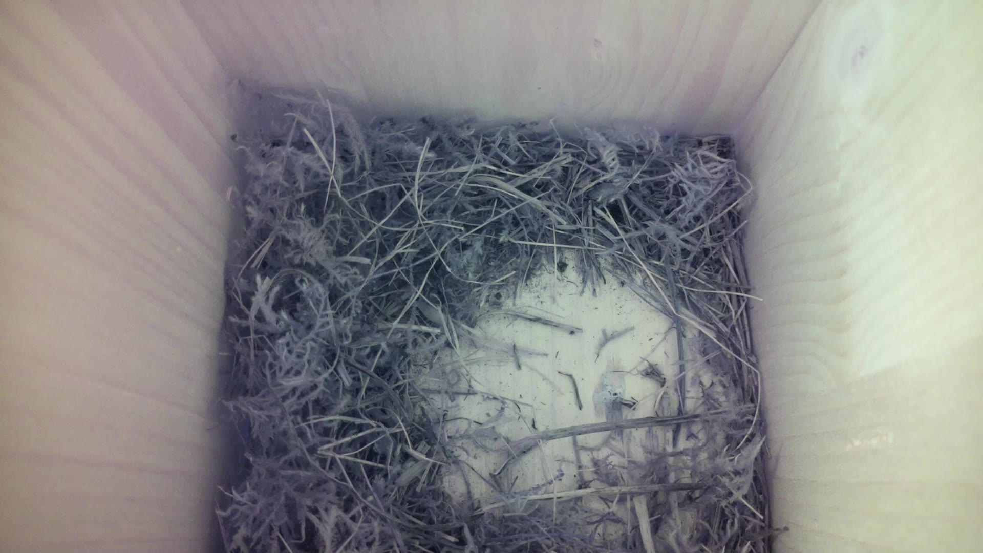 Aufnahme aus dem Vogelhaus