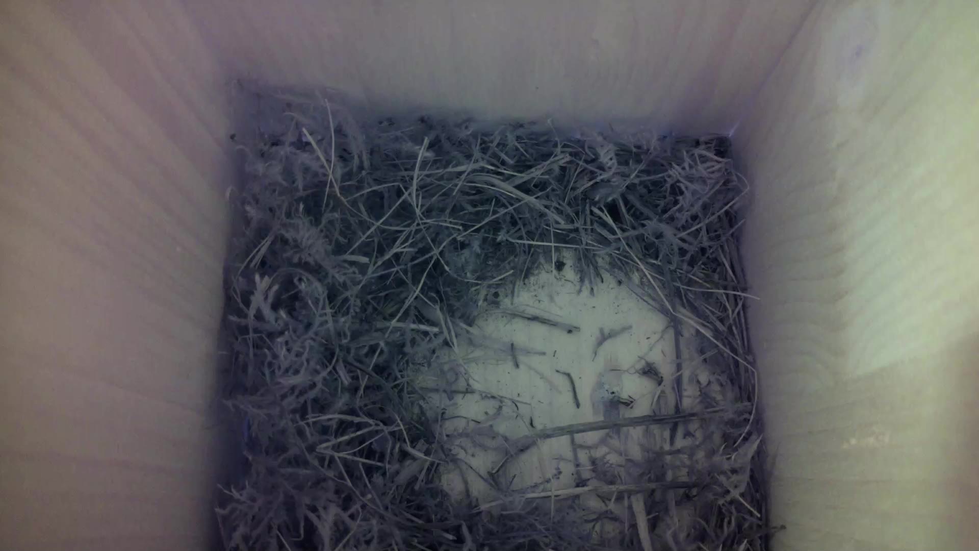 Aufnahme aus dem Vogelhaus