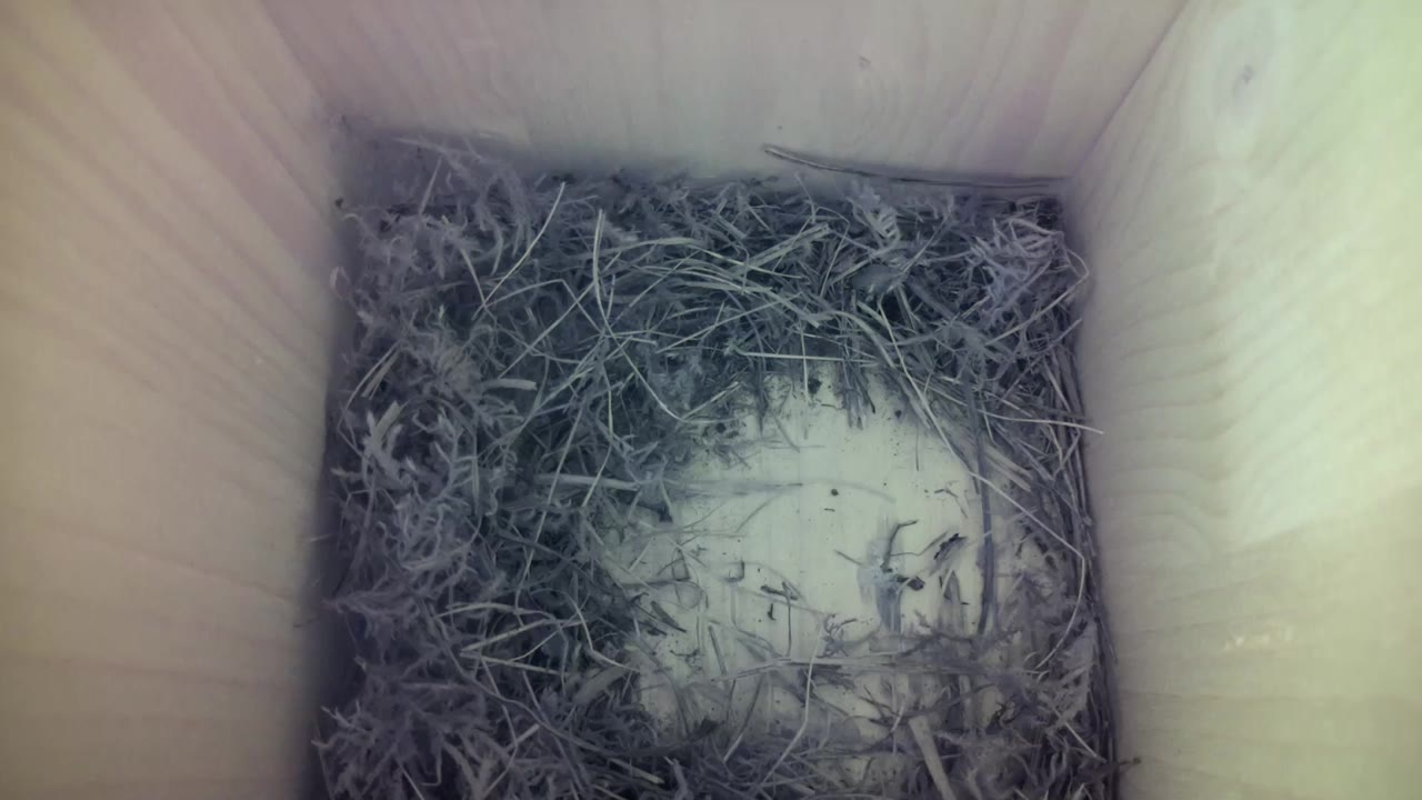Aufnahme aus dem Vogelhaus