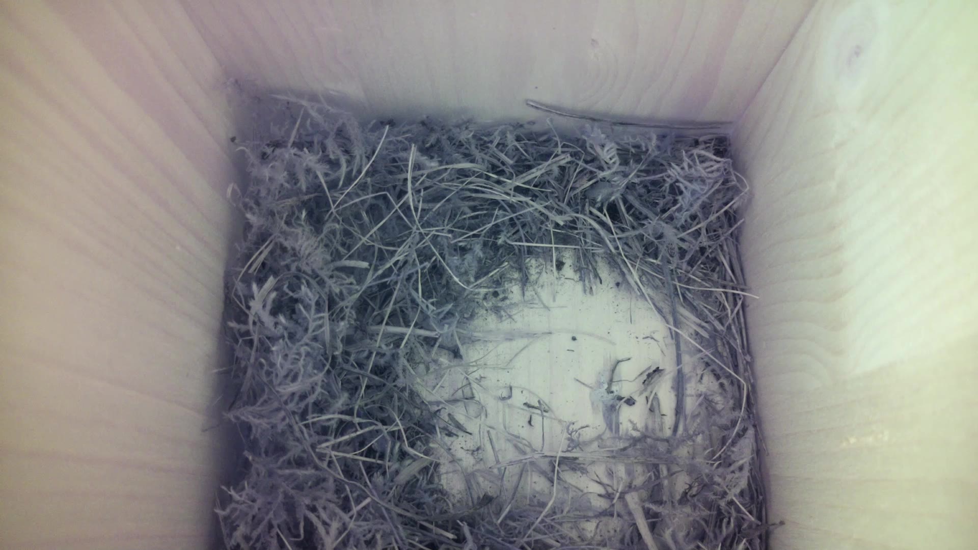Aufnahme aus dem Vogelhaus