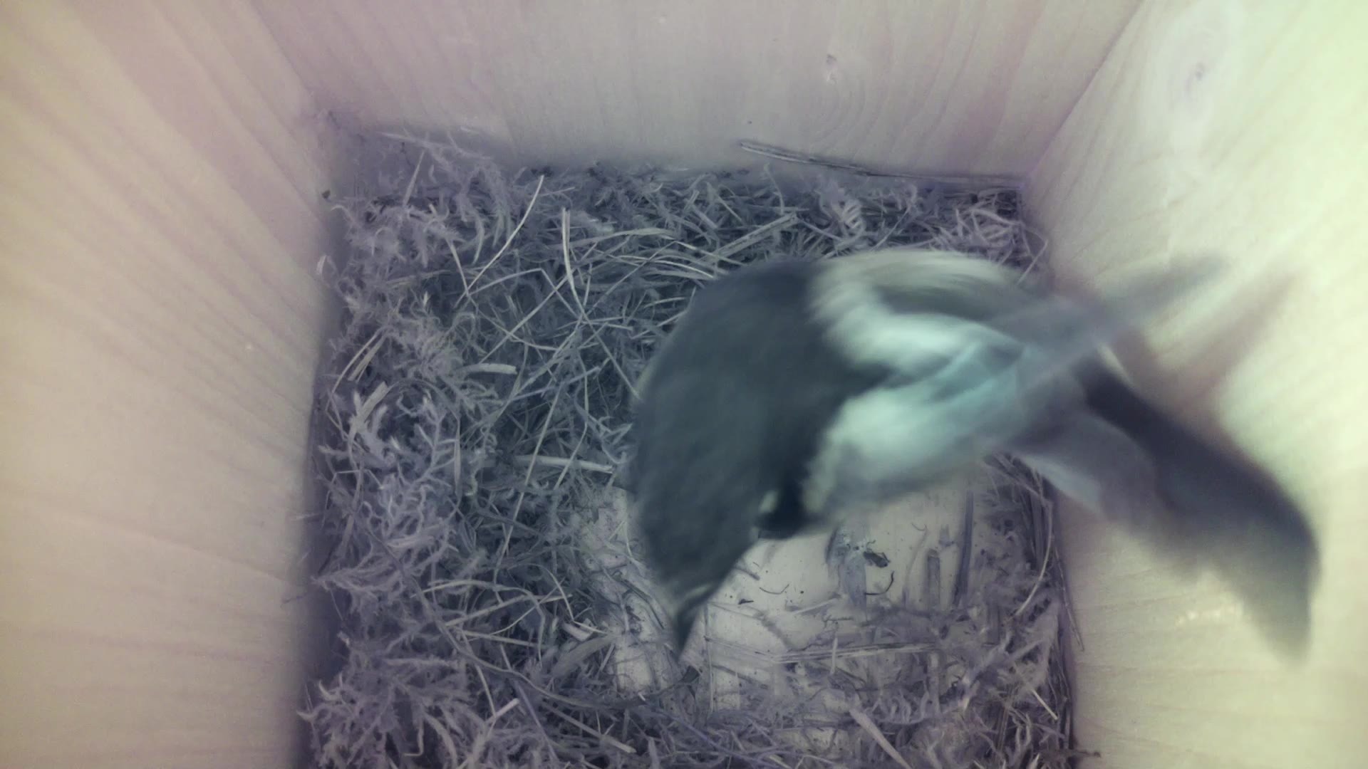 Aufnahme aus dem Vogelhaus