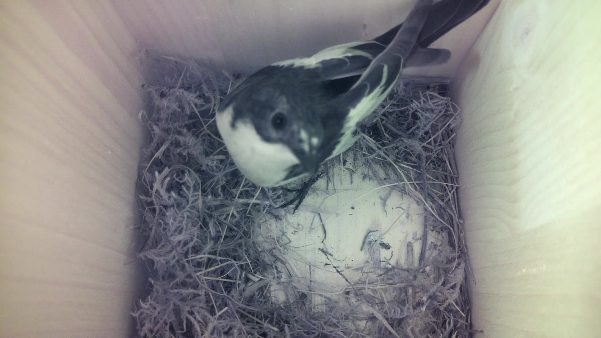 Aufnahme aus dem Vogelhaus