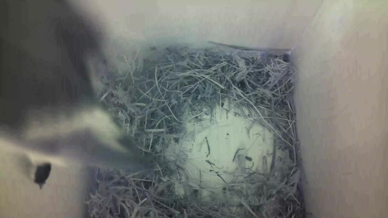 Aufnahme aus dem Vogelhaus