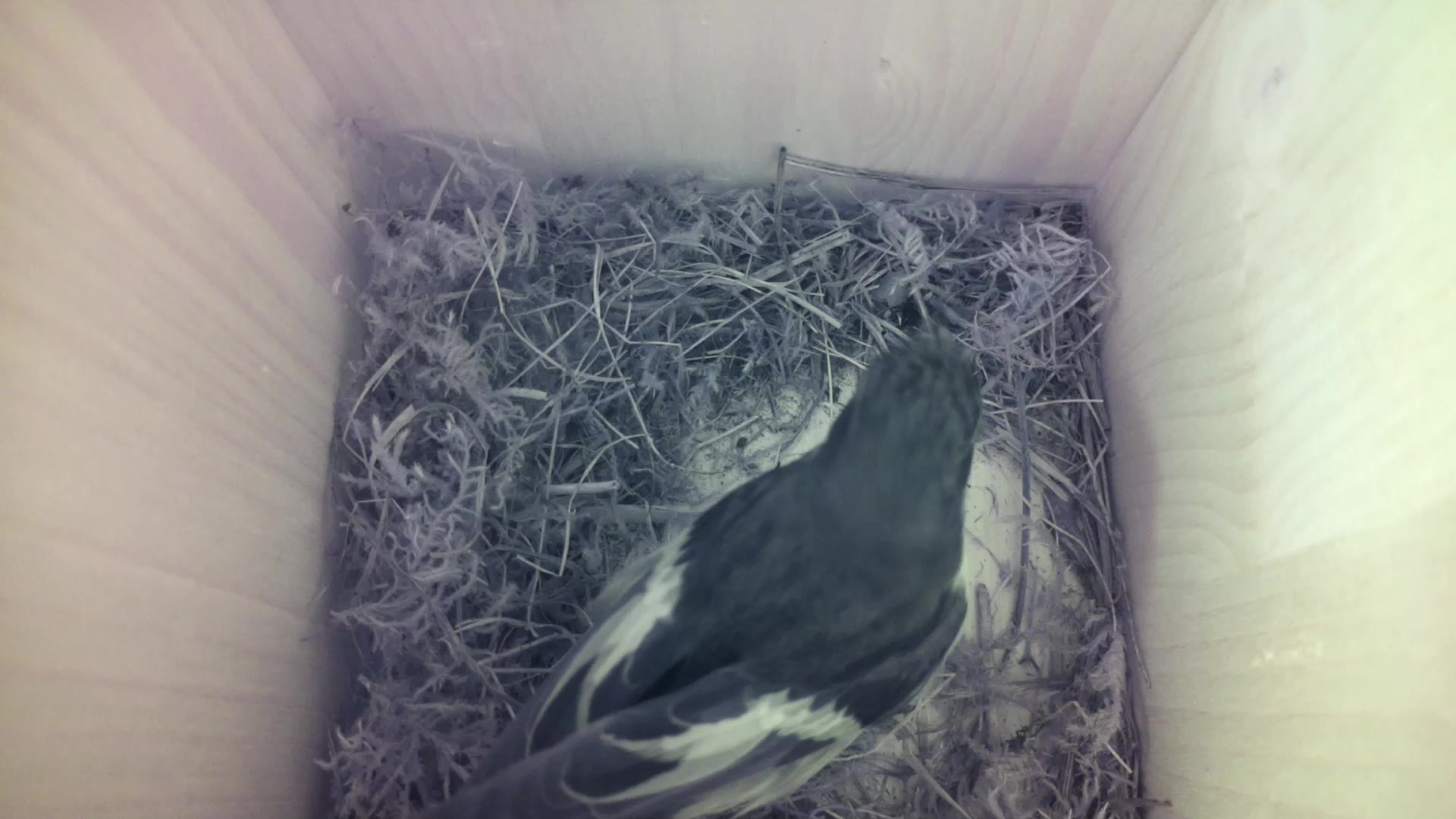 Aufnahme aus dem Vogelhaus