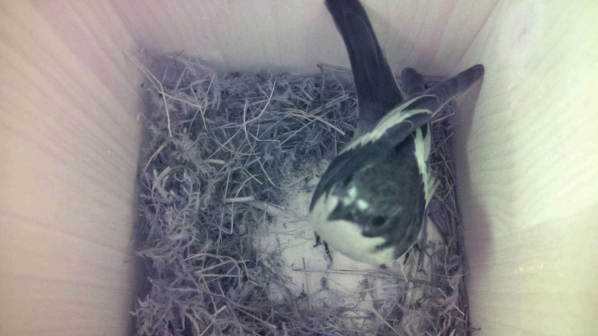Aufnahme aus dem Vogelhaus