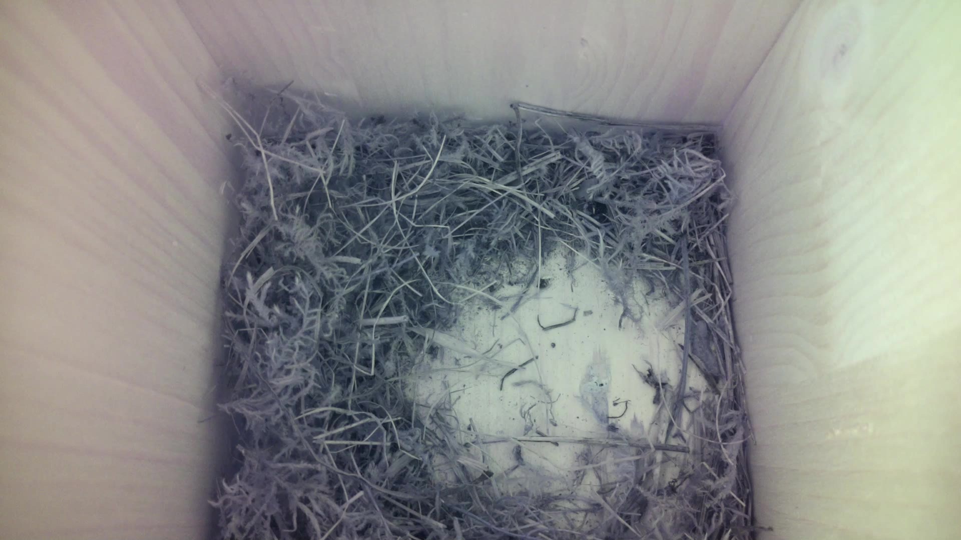Aufnahme aus dem Vogelhaus