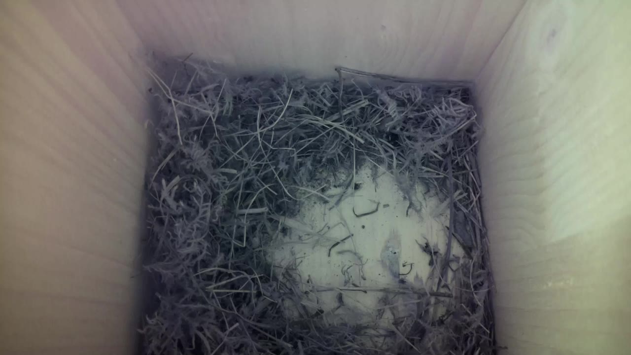 Aufnahme aus dem Vogelhaus