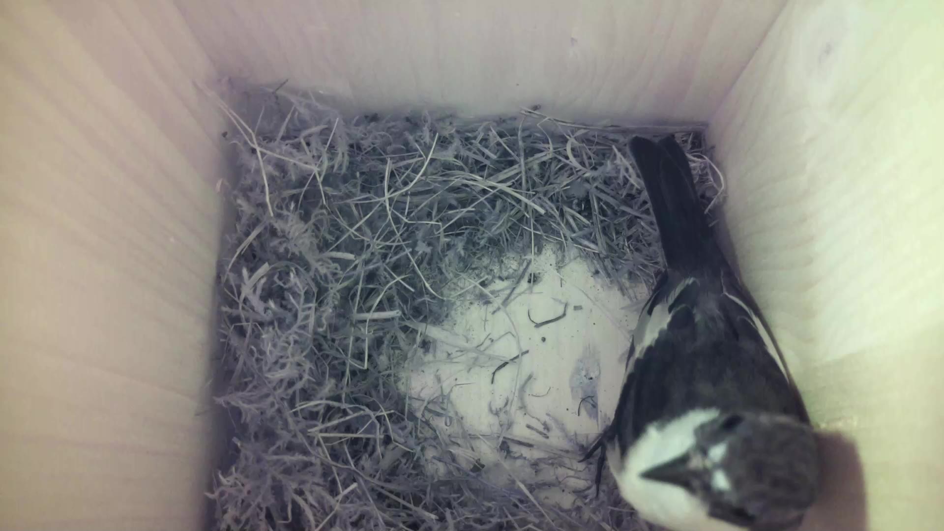 Aufnahme aus dem Vogelhaus