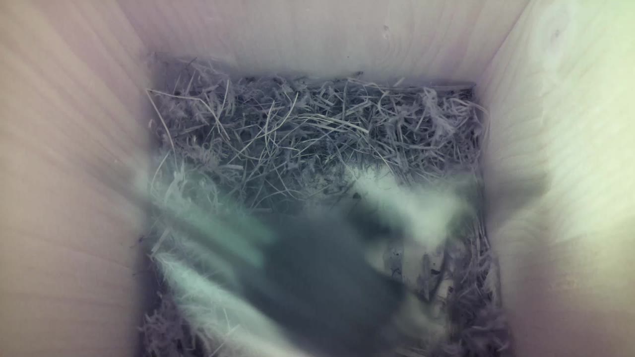 Aufnahme aus dem Vogelhaus