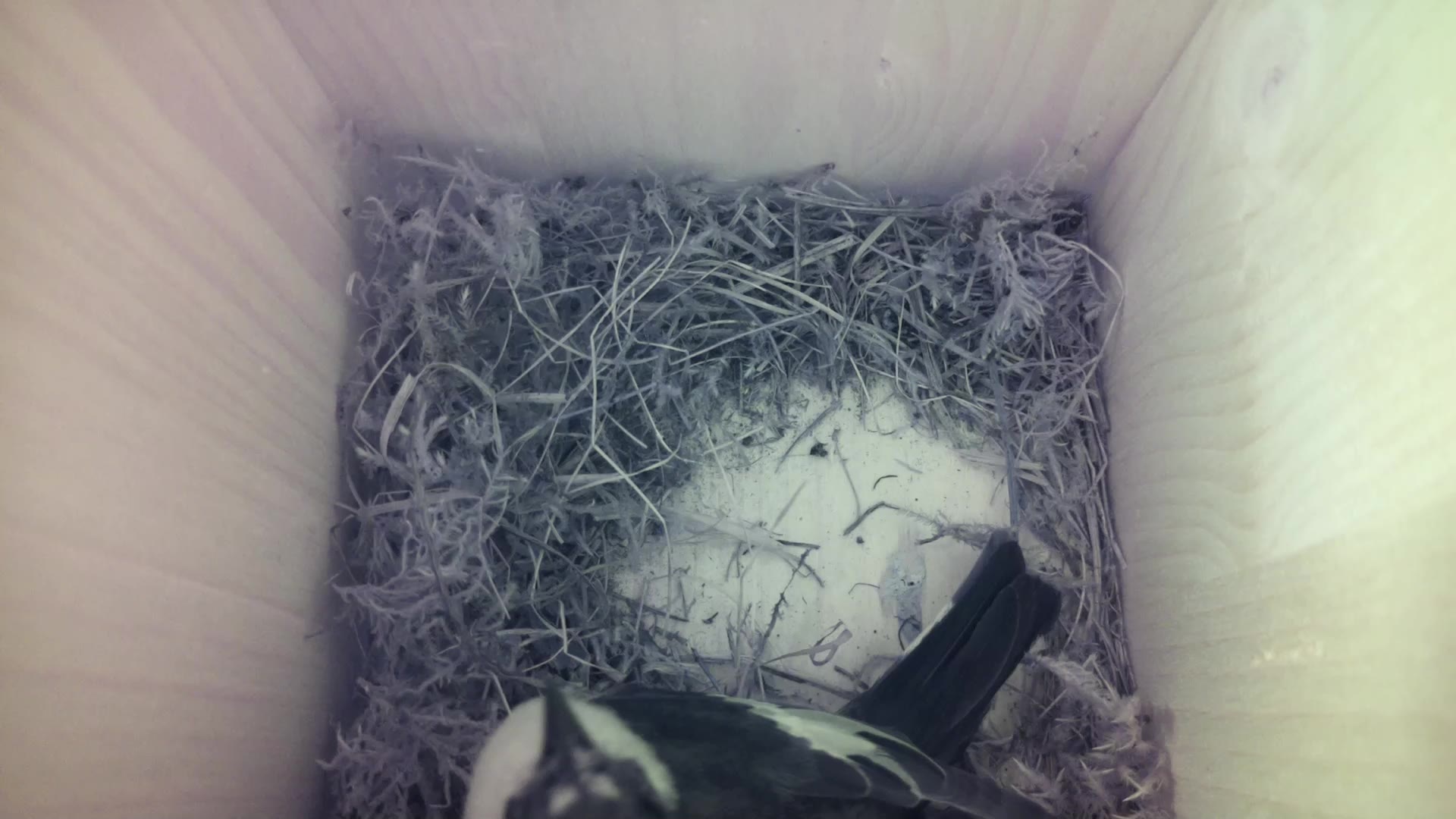 Aufnahme aus dem Vogelhaus