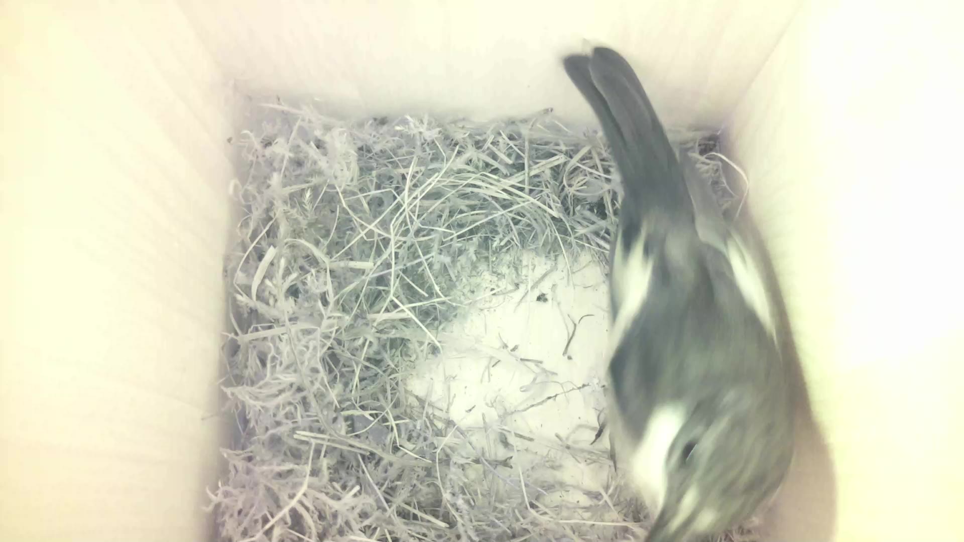 Aufnahme aus dem Vogelhaus