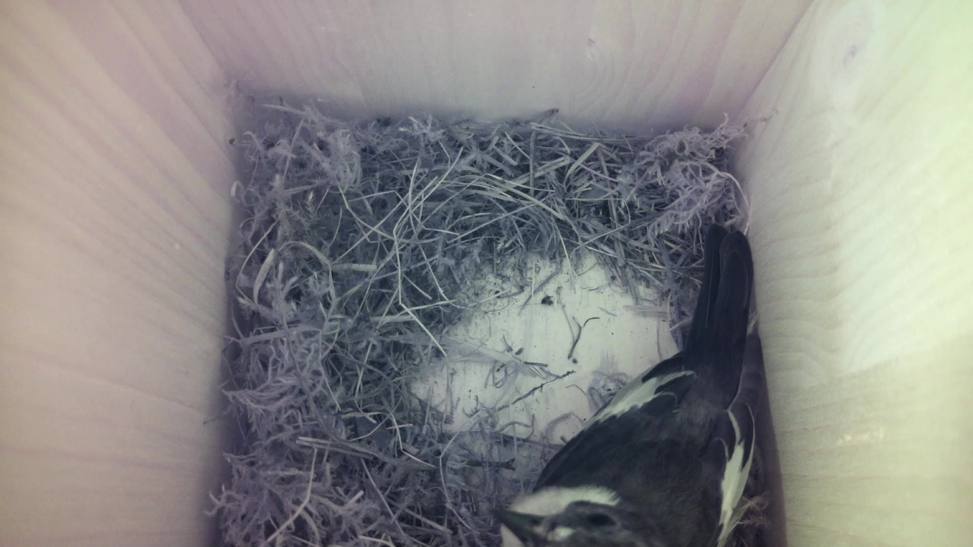 Aufnahme aus dem Vogelhaus