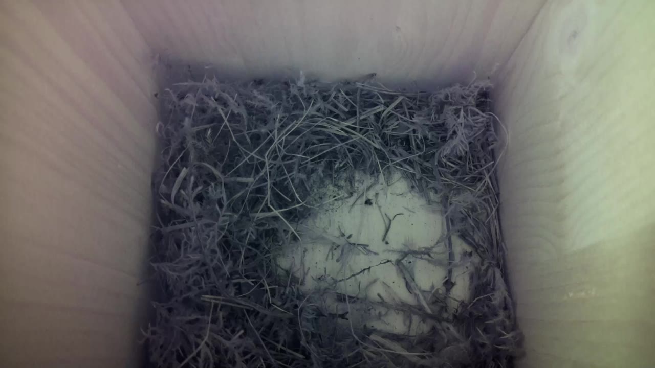 Aufnahme aus dem Vogelhaus