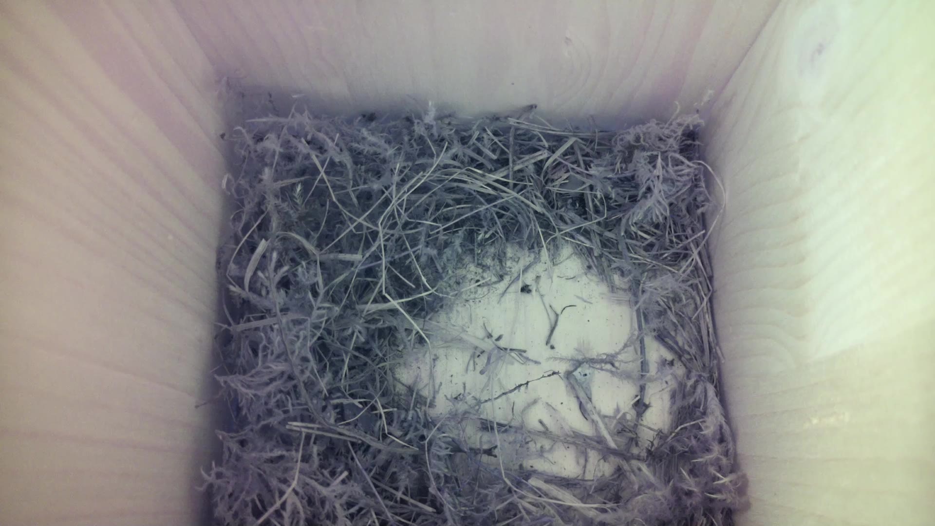 Aufnahme aus dem Vogelhaus