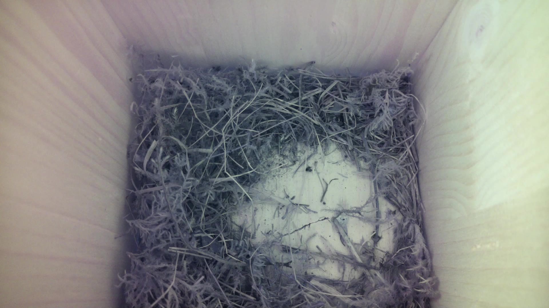 Aufnahme aus dem Vogelhaus