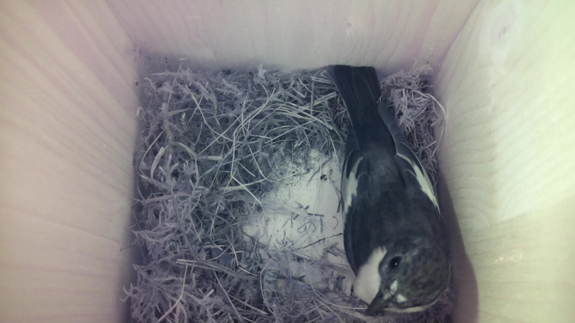 Aufnahme aus dem Vogelhaus