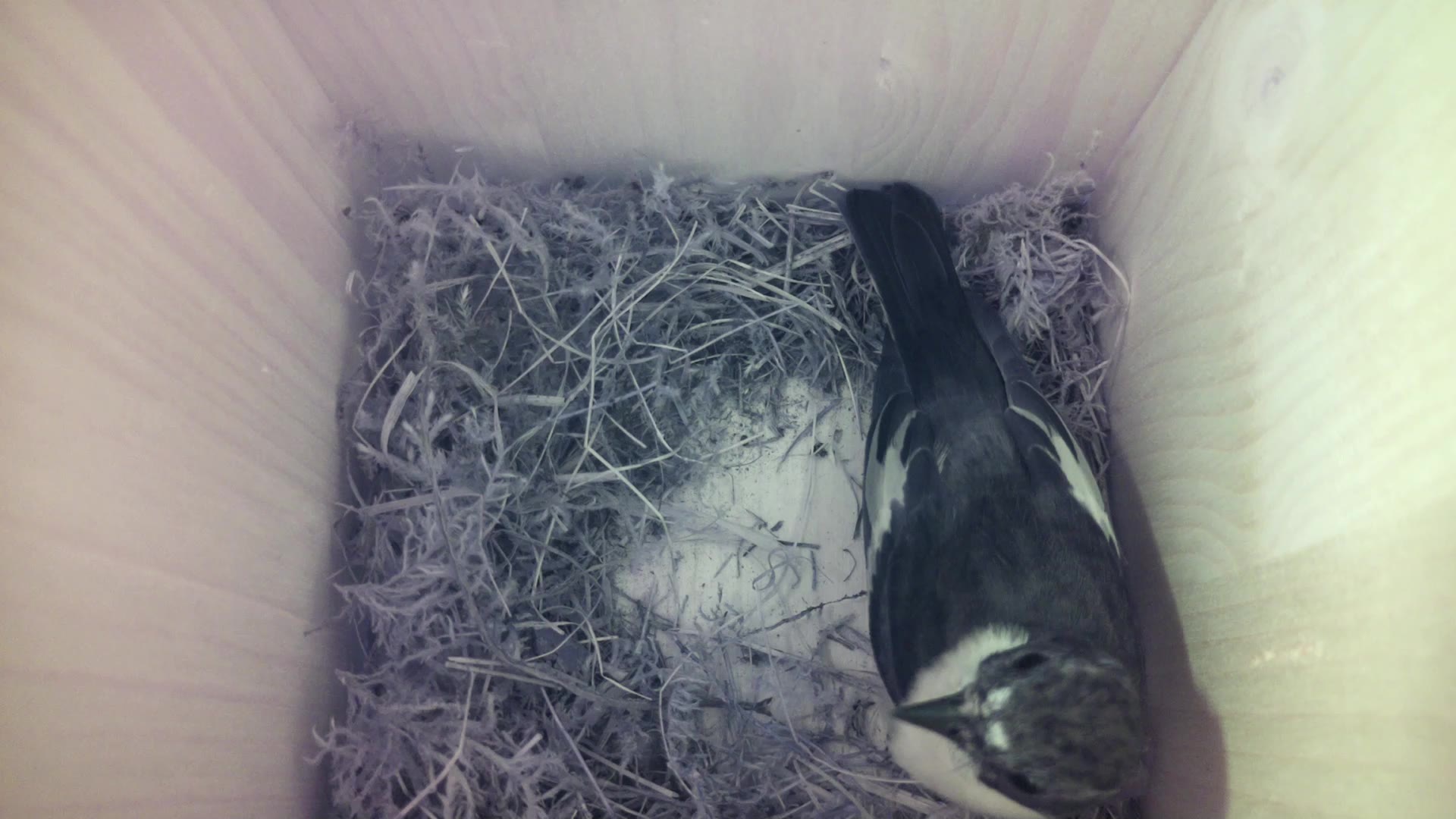 Aufnahme aus dem Vogelhaus