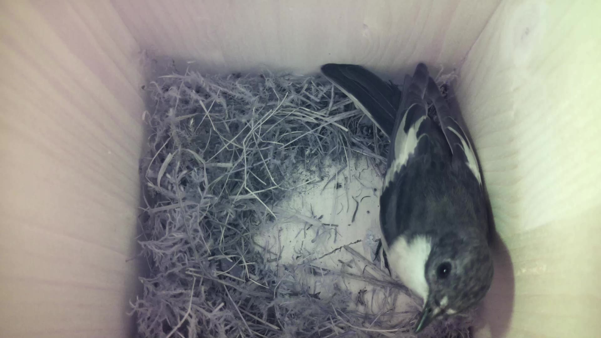 Aufnahme aus dem Vogelhaus