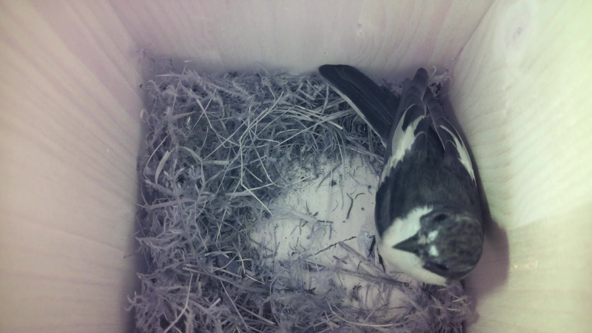 Aufnahme aus dem Vogelhaus