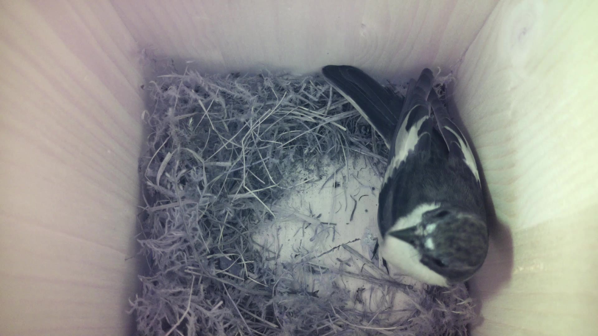 Aufnahme aus dem Vogelhaus