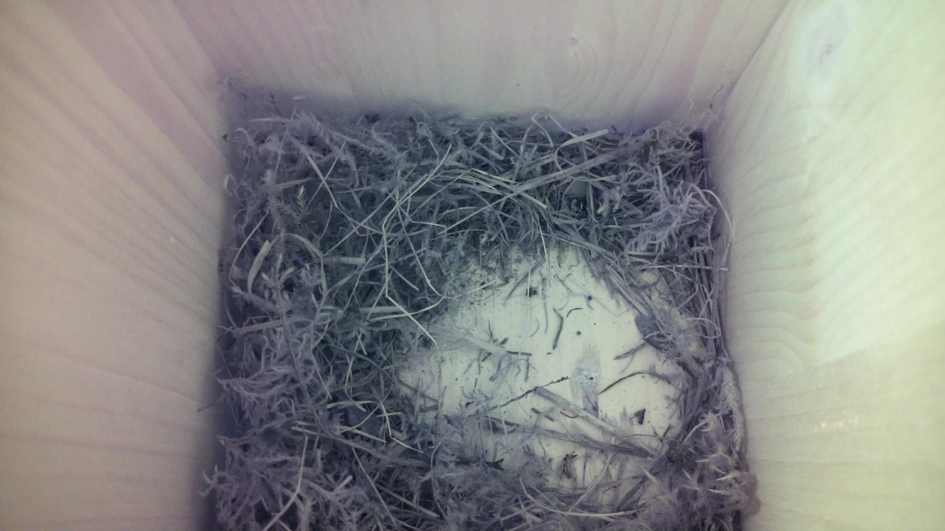 Aufnahme aus dem Vogelhaus