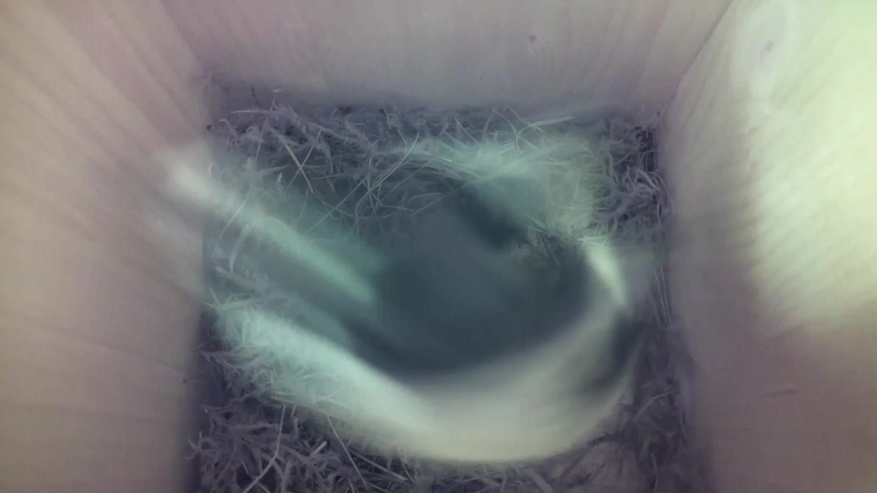 Aufnahme aus dem Vogelhaus