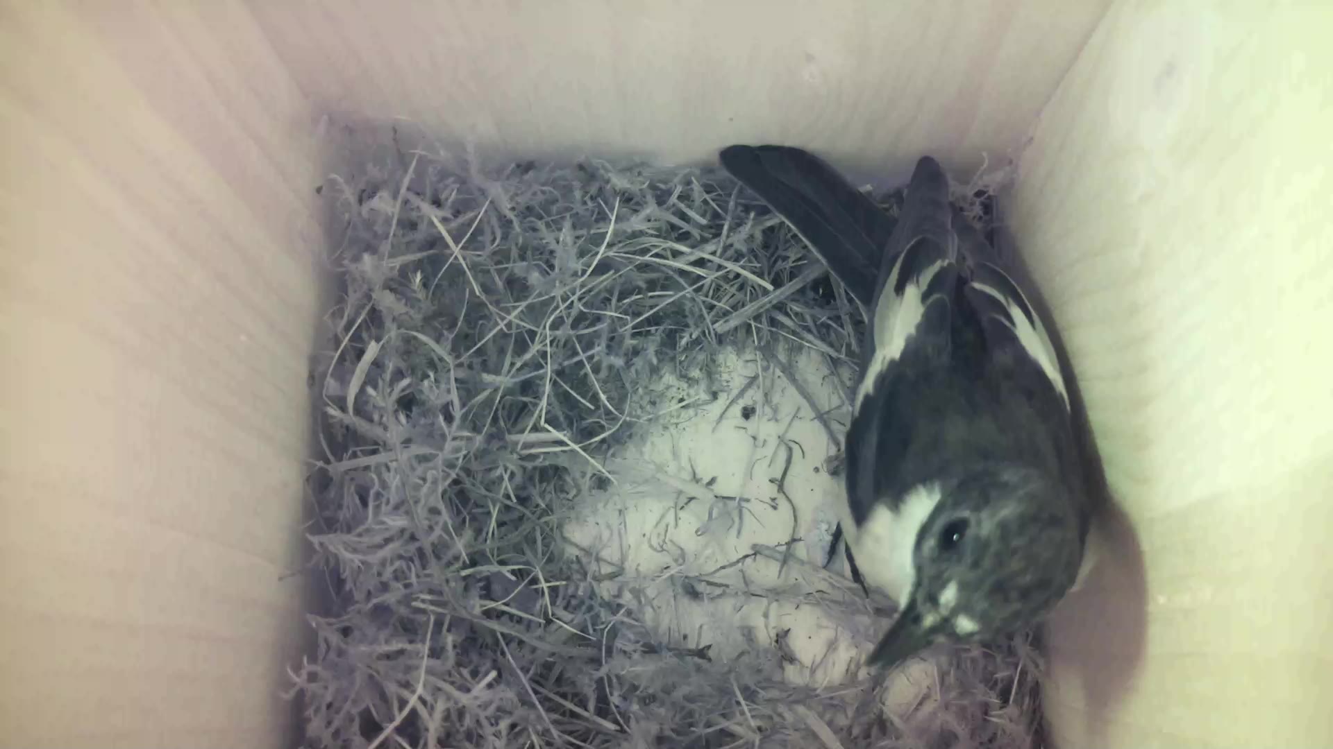 Aufnahme aus dem Vogelhaus