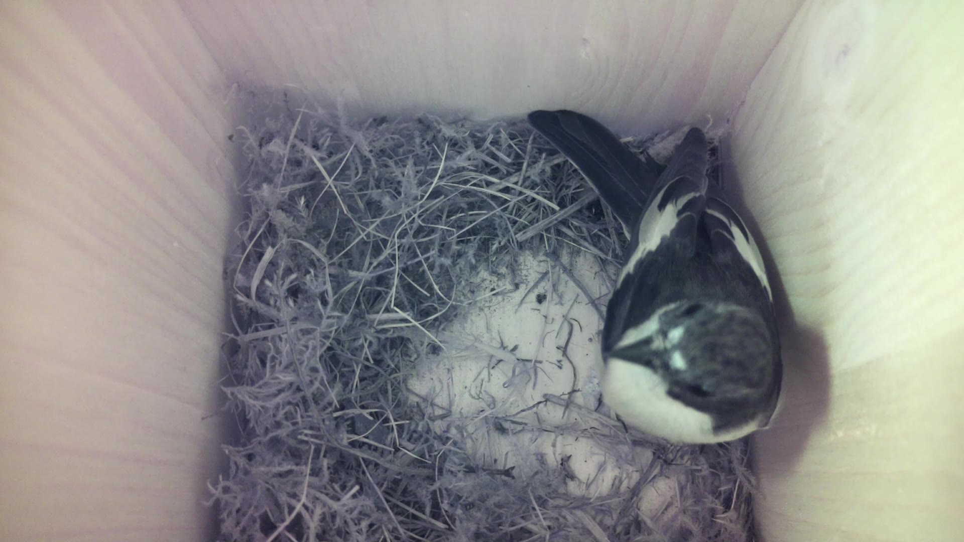 Aufnahme aus dem Vogelhaus