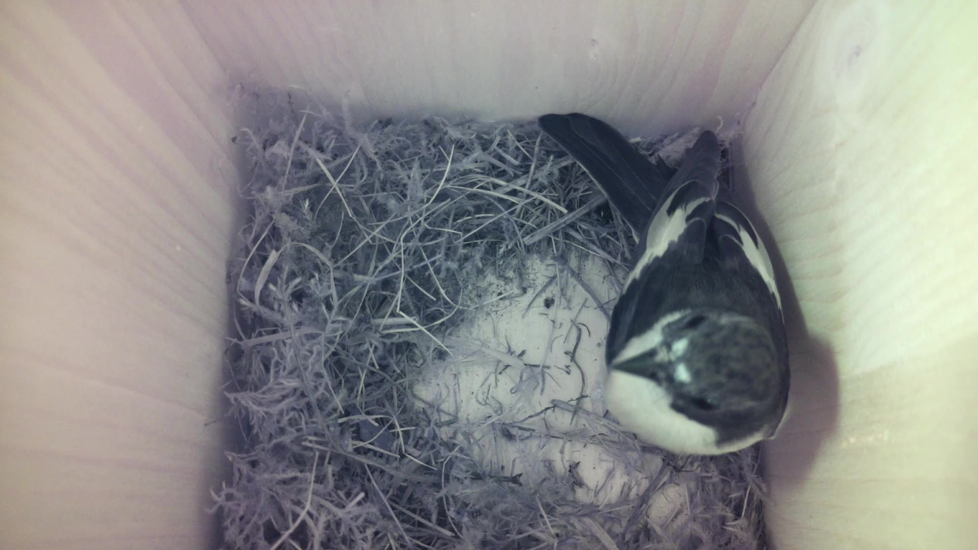 Aufnahme aus dem Vogelhaus